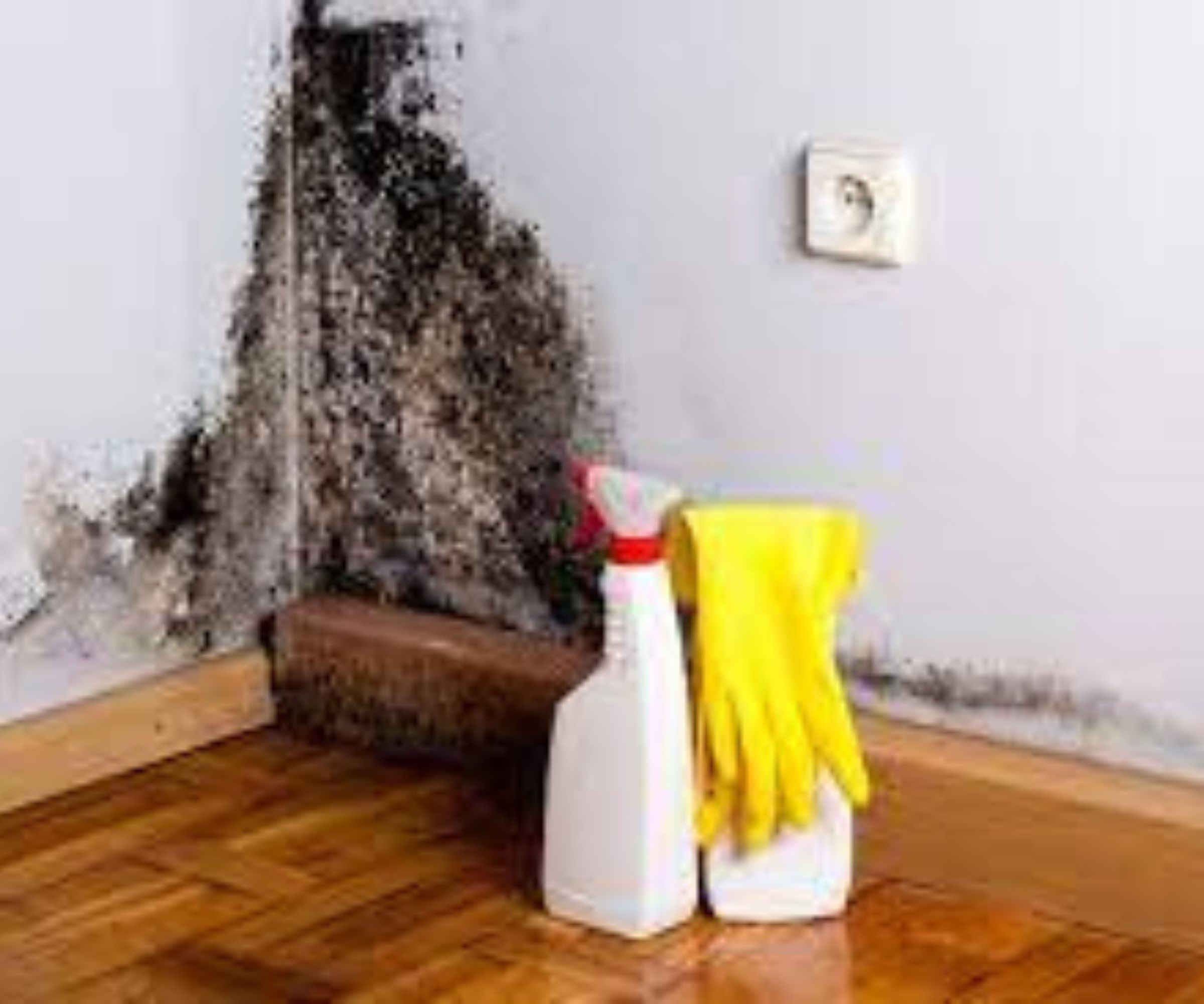 Schimmel wird dank eines alten Tricks von Großmüttern aus Ihrem Zuhause verschwinden: Natürliche Methoden zur Schimmelbekämpfung