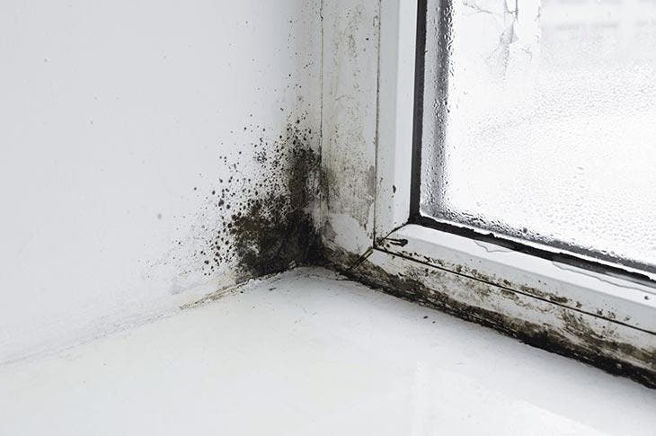 Schimmel auf der Fensterbank