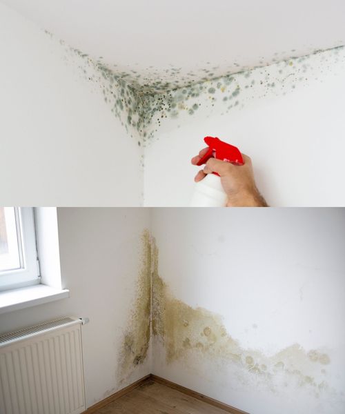 Schimmel wird dank eines alten Tricks von Großmüttern aus Ihrem Zuhause verschwinden