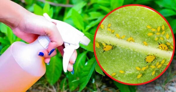So bereiten Sie das stärkste natürliche Insektizid zur Beseitigung von Blattläusen aus Pflanzen vor