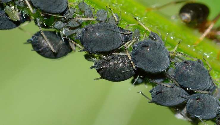 Blattläuse pflanzen