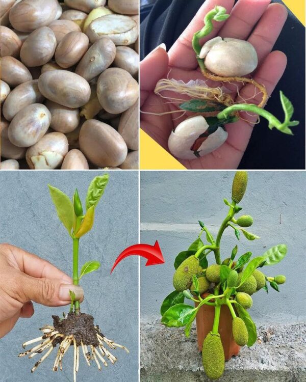 So kultivieren Sie erfolgreich einen Jackfruchtbaum aus Samen