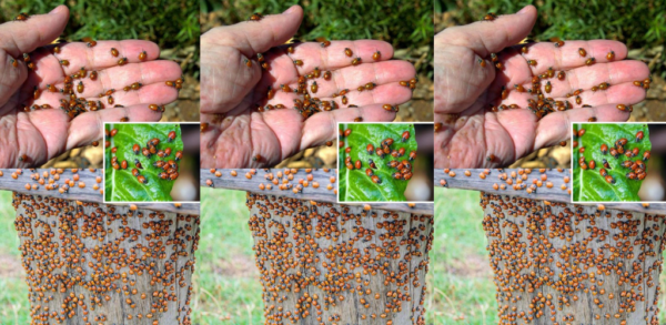 So locken Sie Tausende Marienkäfer in Ihren Garten, halten sie dort und verstehen, warum sie für Ihren Garten so wichtig sind