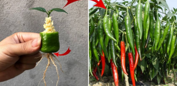 So pflanzen Sie Paprika Schritt für Schritt richtig