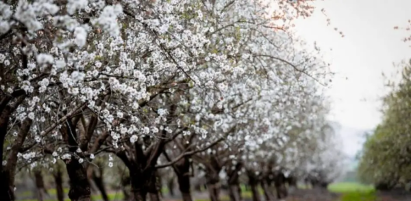 So wächst der Mandelbaum: alle Ratschläge des Gärtners