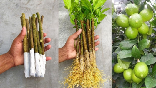 So züchten Sie einen Zitronenbaum in einer Tasse