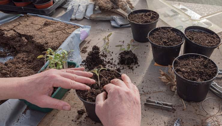 Gemüsegartensämlinge Gemüsegartensämlinge
