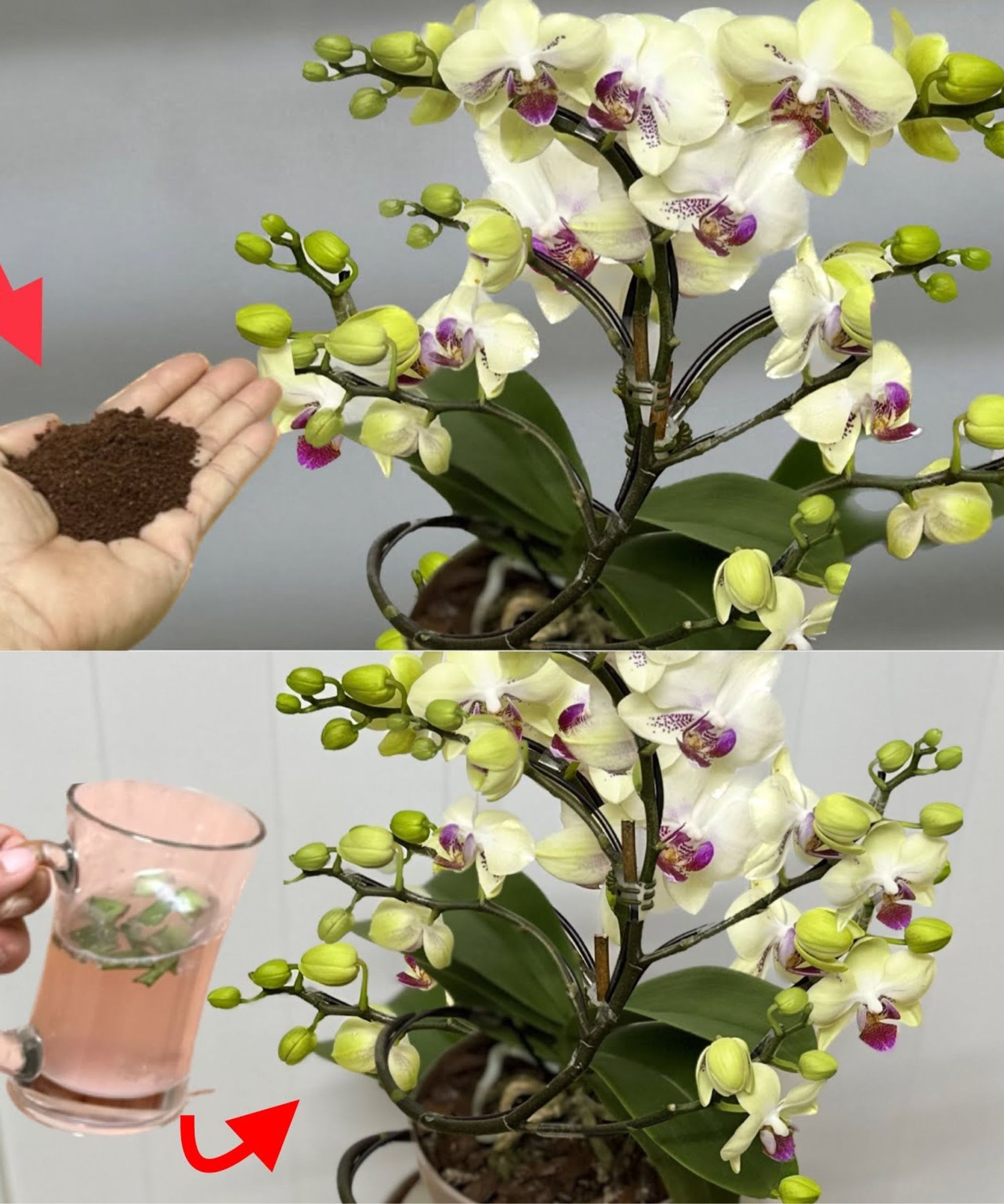 Streuen Sie einen Esslöffel auf die Wurzel und die Orchidee wächst, ohne einen Moment innezuhalten.