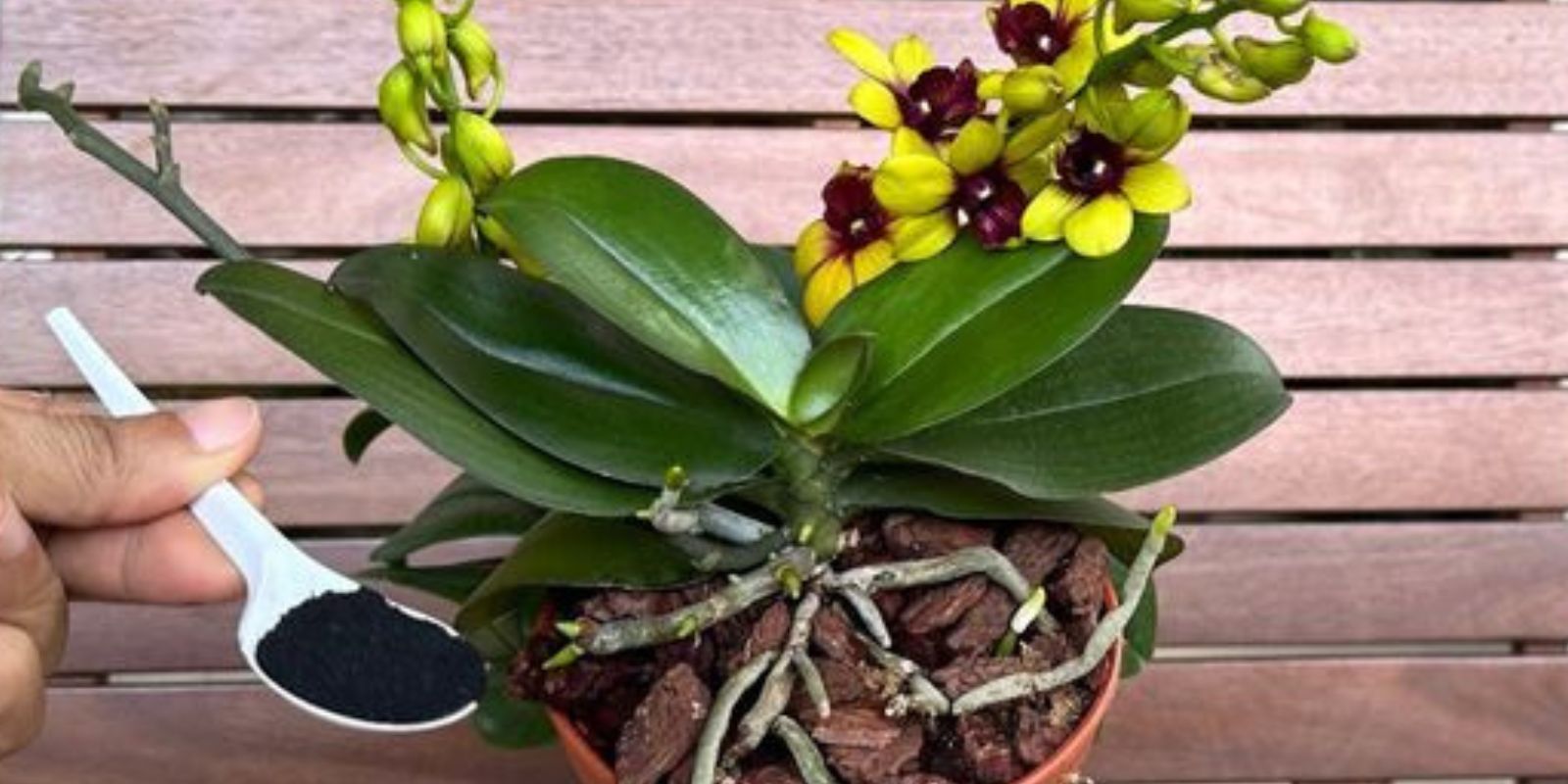 Streuen Sie einen Löffel darüber und Sie werden sehen, wie die Blüten und Wurzeln der Orchidee ununterbrochen wachsen