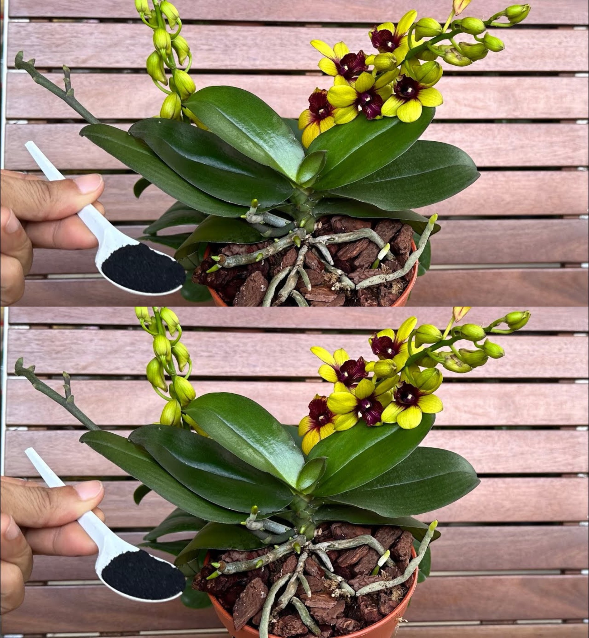 Streuen Sie einen Löffel darüber und Sie werden sehen