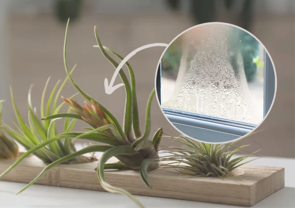 Tillandsia: Eine faszinierende luftige Pflanze für Ihr Zuhause