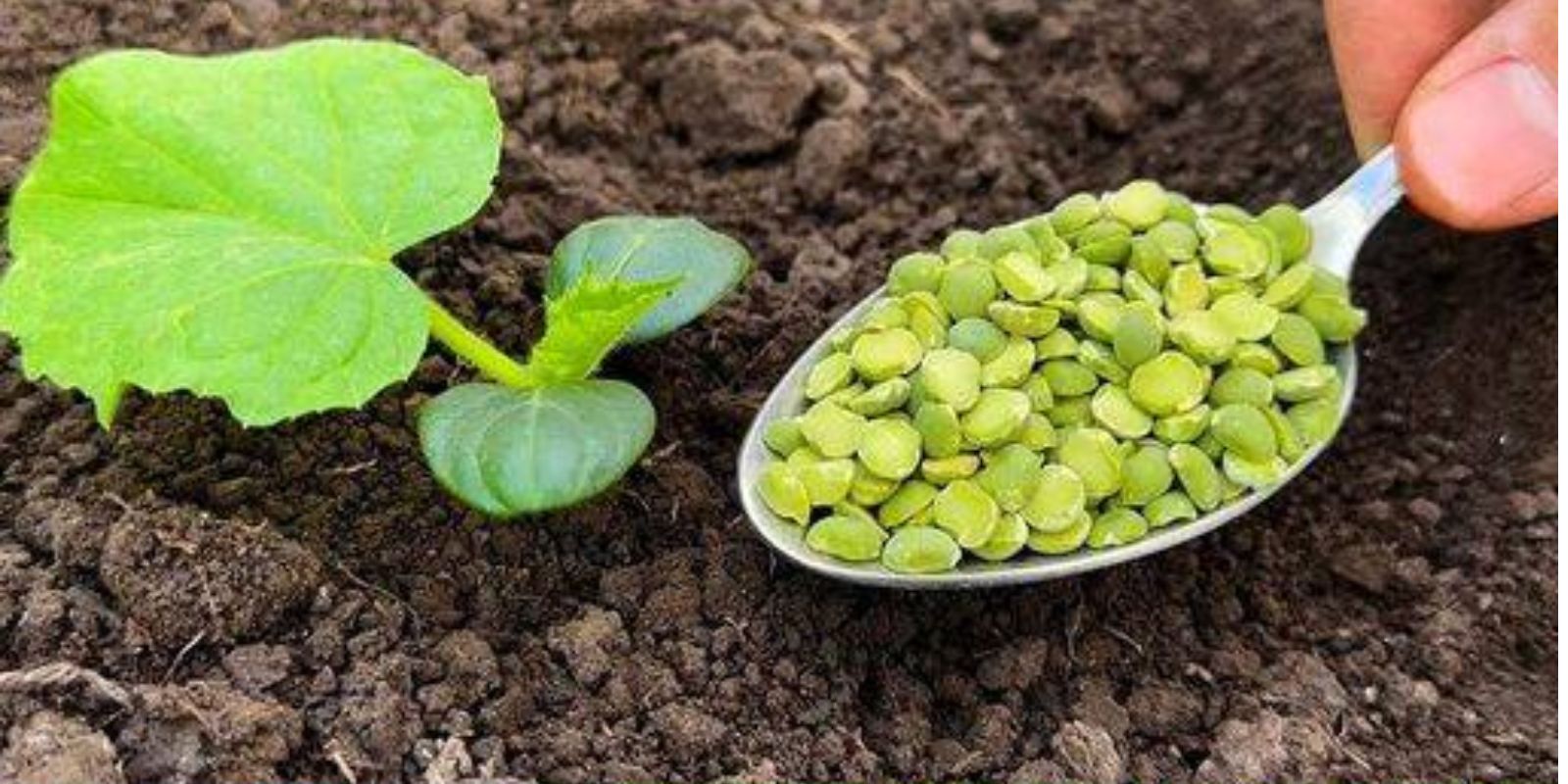 Tipps für den Anbau schöner Gurken in Töpfen und im Boden