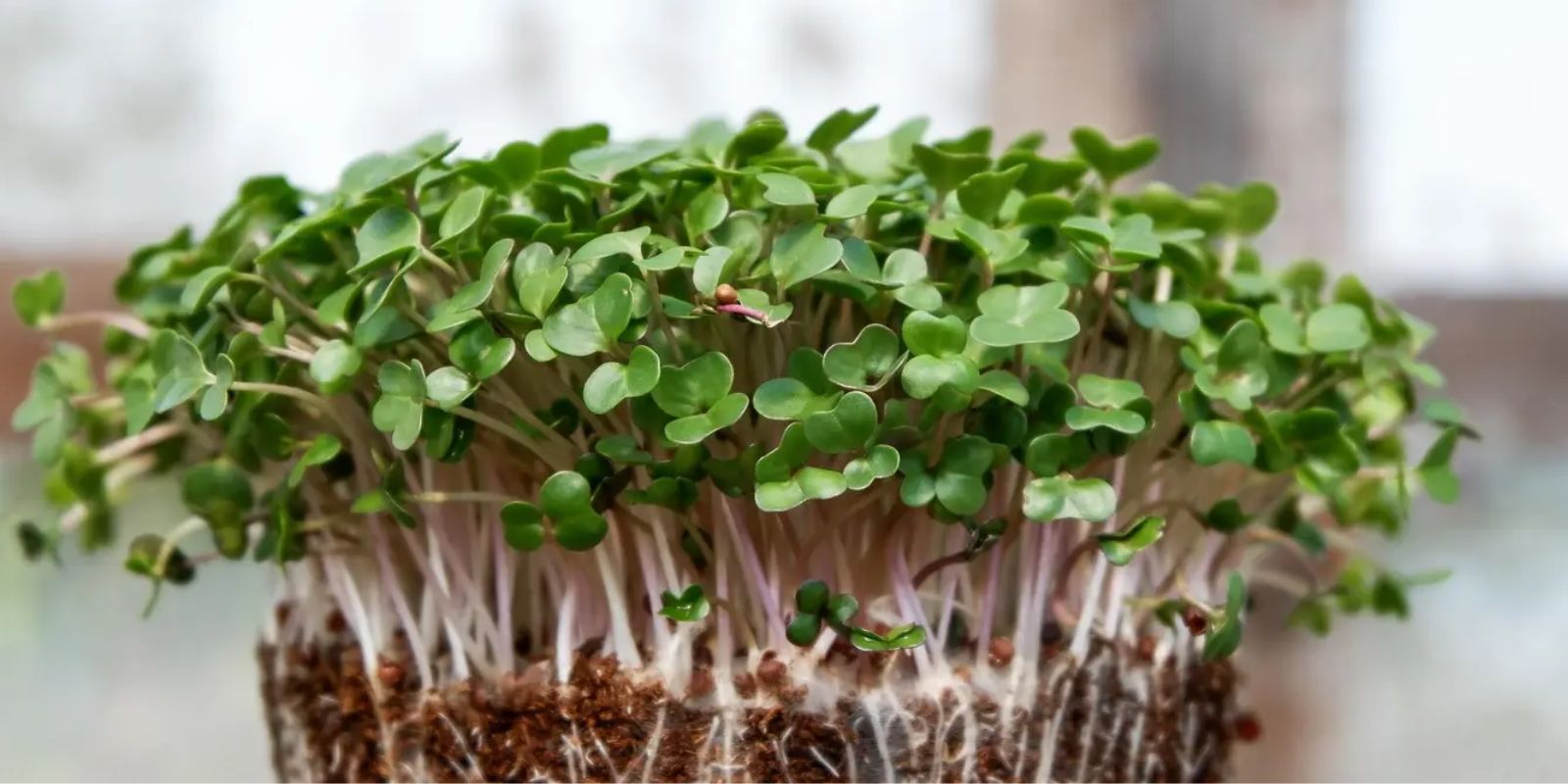 Tipps für die erfolgreiche Aufzucht von kräftigen und gesunden Pflanzen