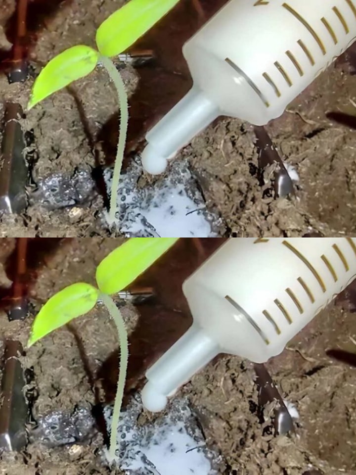 Tomatensämlinge werden im Handumdrehen wachsen