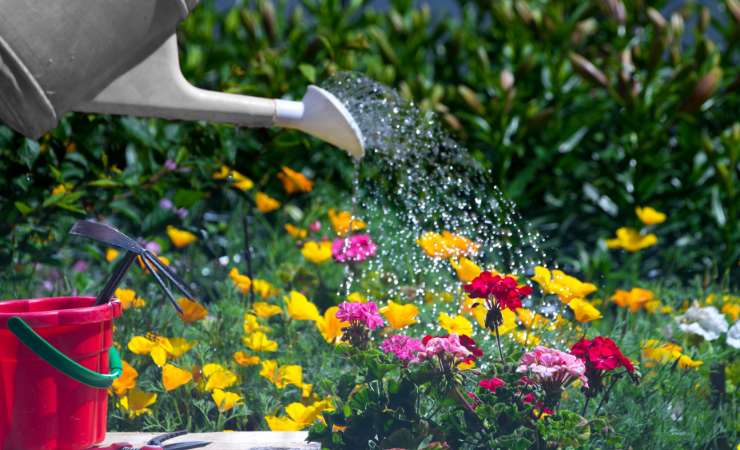 Der Blume wieder Leben einhauchen