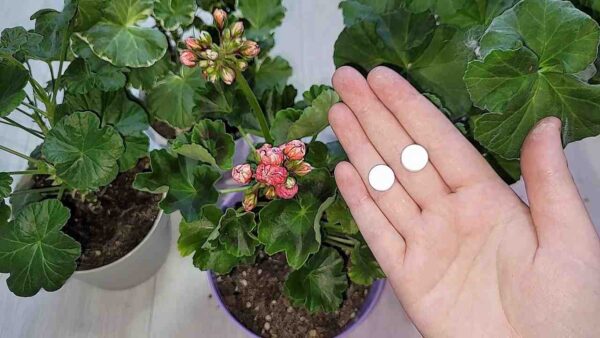 Tragen Sie es unter jeder Blume auf, selbst der schwächste Strauch wird zum Leben erweckt