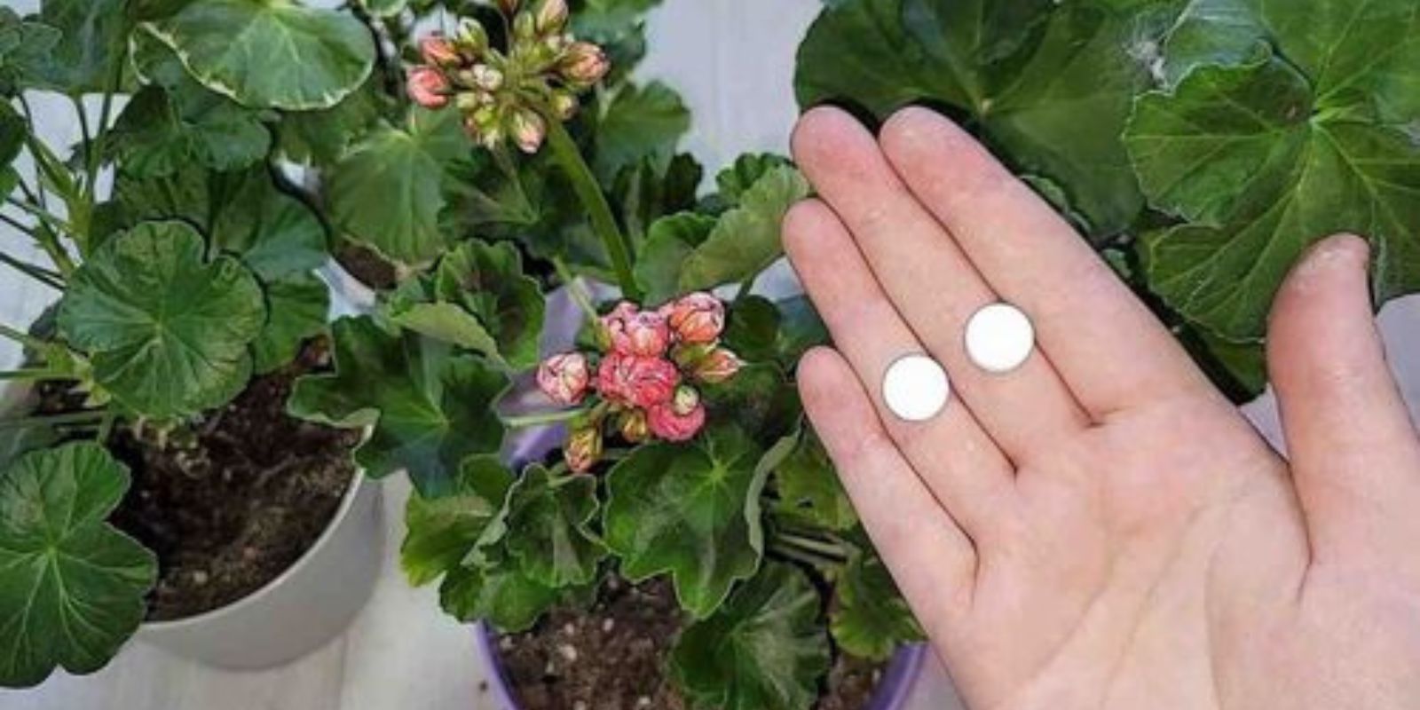 Tragen Sie es unter jeder Blume auf, selbst der schwächste Strauch wird zum Leben erweckt