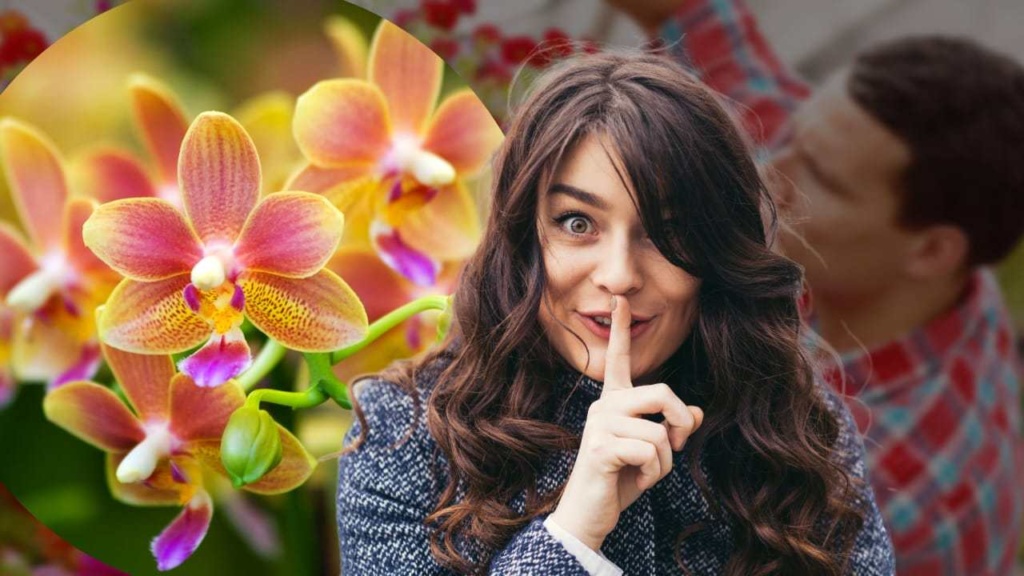 Orchidee, der Trick der Gärtner, um sie den ganzen Sommer über voller Blumen zu haben