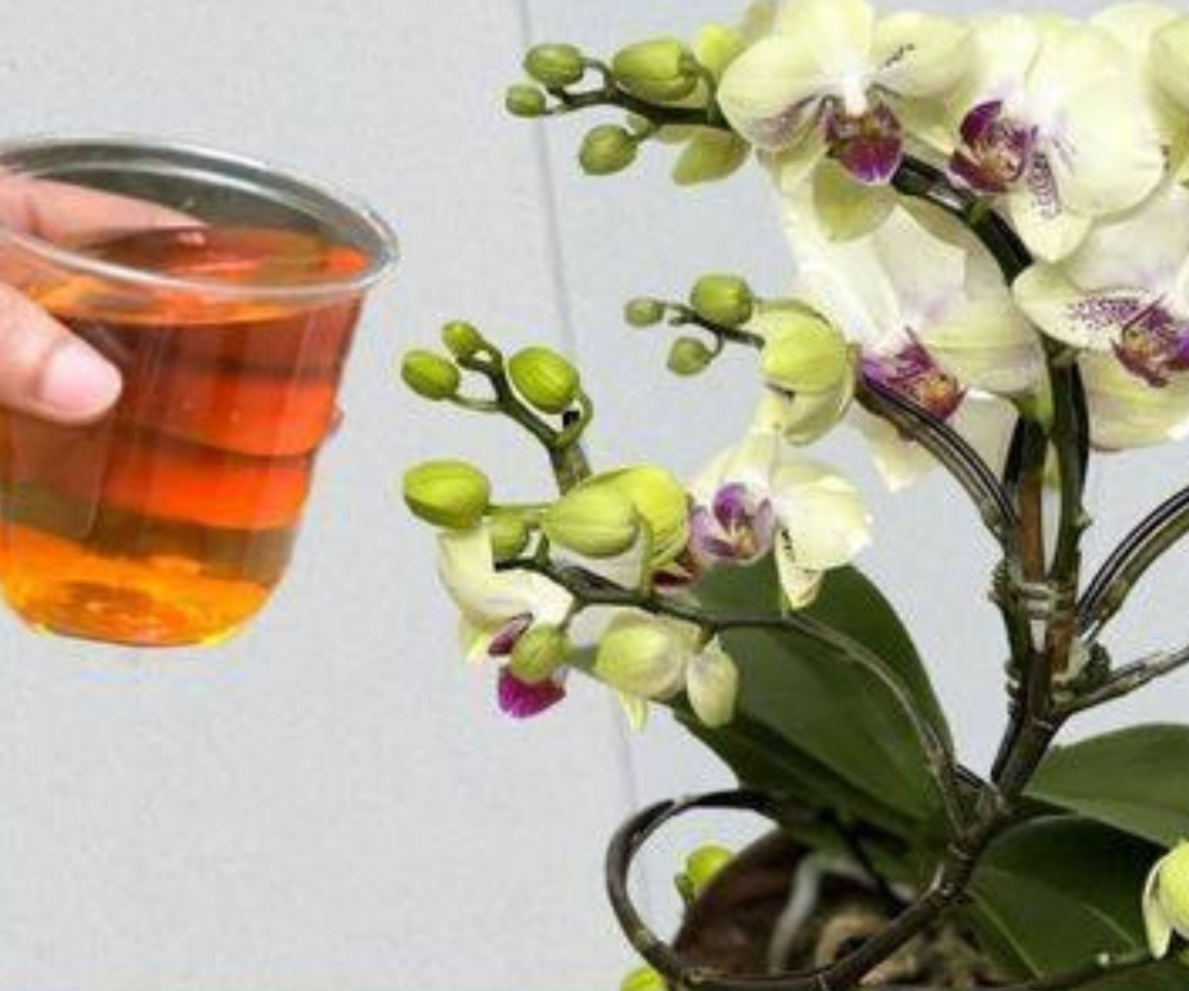 Verfaulte Orchideen darf man nicht wegwerfen: Mit einer Prise davon erwachen sie wieder zum Leben