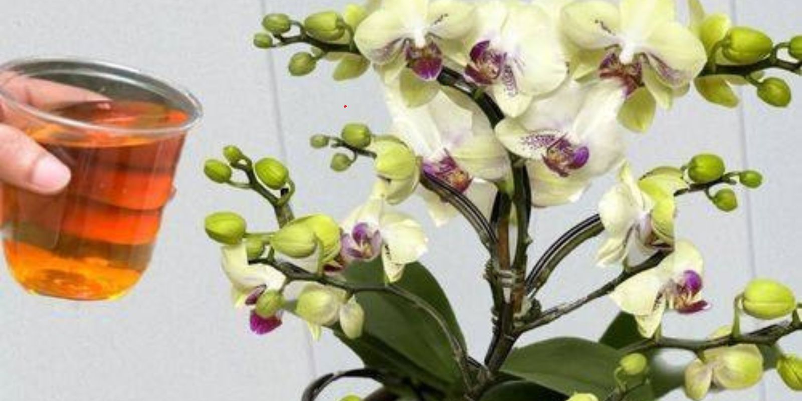 Verfaulte Orchideen darf man nicht wegwerfen: Mit einer Prise davon erwachen sie wieder zum Leben