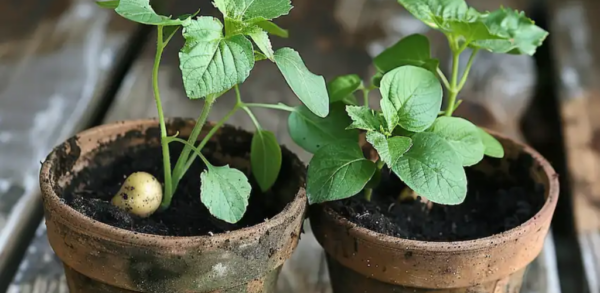 Verwandeln Sie zwei Töpfe in einen Kartoffelpflanzer: Ein platzsparender Garten-Hack