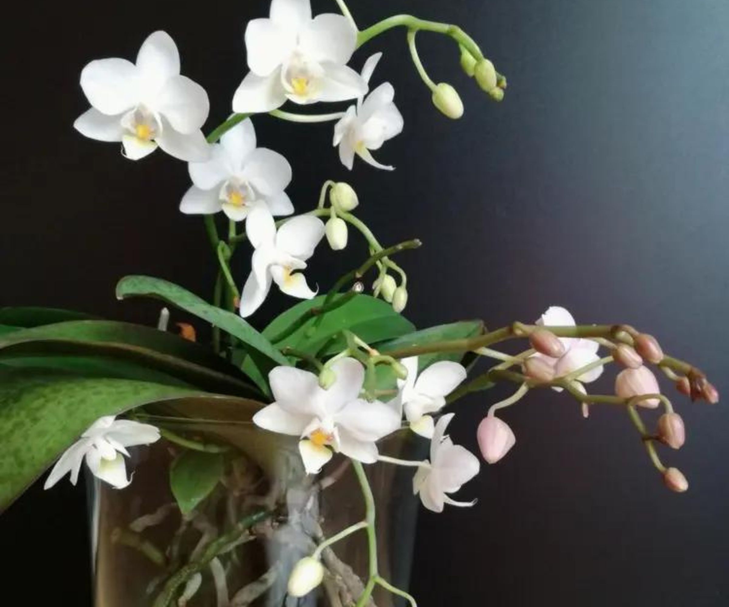 Verwenden Sie dies anstelle von Erde. Solche Orchideen haben Sie noch nie gehabt: Sie werden sehr buschig