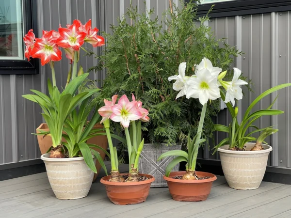Vollständige Anleitung zum Anbau und zur Pflege von Amaryllis: Herbstblühende Schönheit