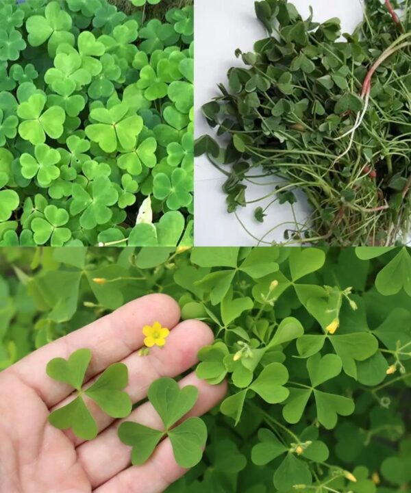 Warum Sie den Wald-Sauerampfer in Ihrem Garten nicht töten sollten: 8 zwingende Gründe