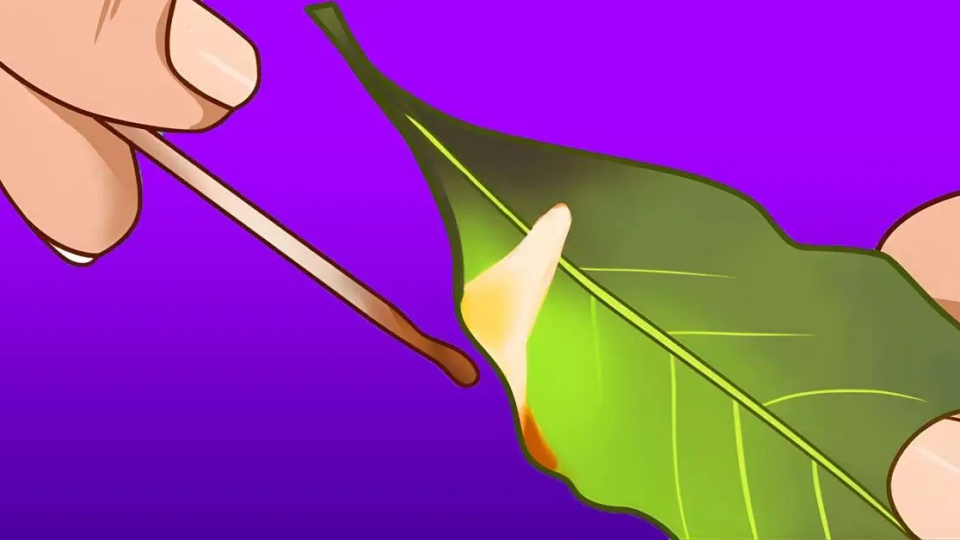 Warum sollten Sie zu Hause ein Lorbeerblatt verbrennen?