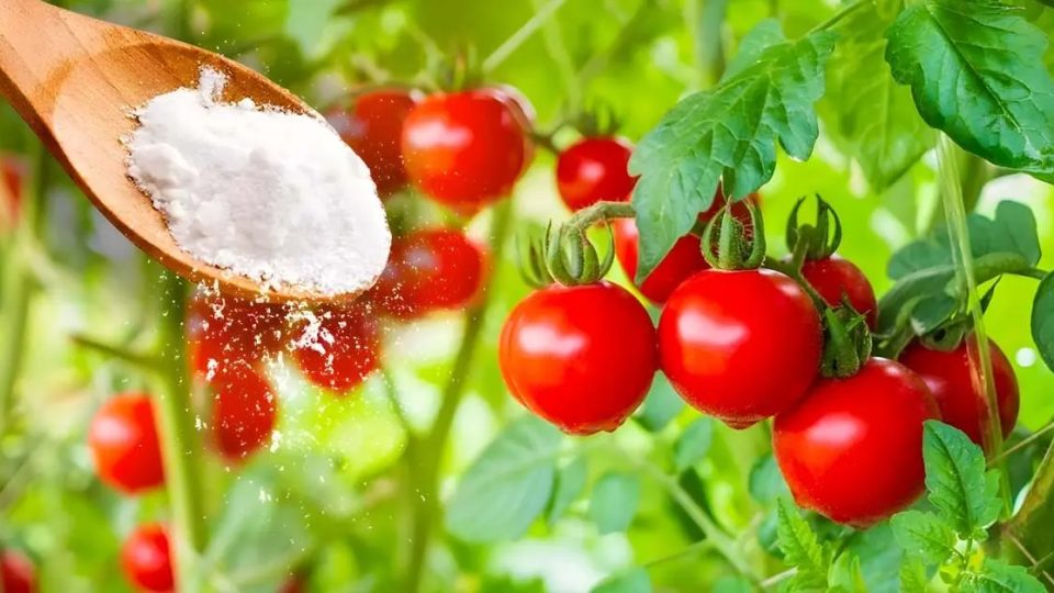 Warum sollten Tomatenpflanzen mit Natron bestreut werden? Der Trick erfahrener Gärtner