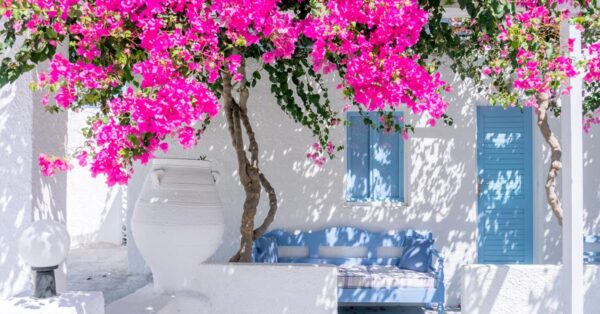 Welche Kletterpflanzen Sie für den Garten oder auf dem Balkon wählen sollten