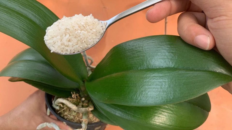 Wenn Sie Ihre Orchidee auf diese Weise füttern, blüht sie vier Jahreszeiten lang: So etwas habe ich noch nie erlebt