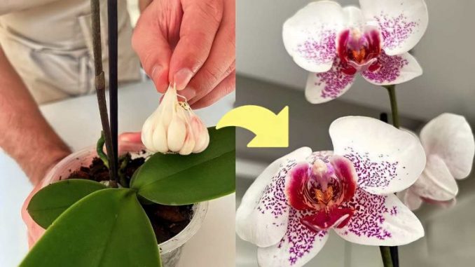 Wenn Sie das mit Ihrer Orchidee machen, blüht sie das ganze Jahr über: nicht einmal die Gärtner wissen es