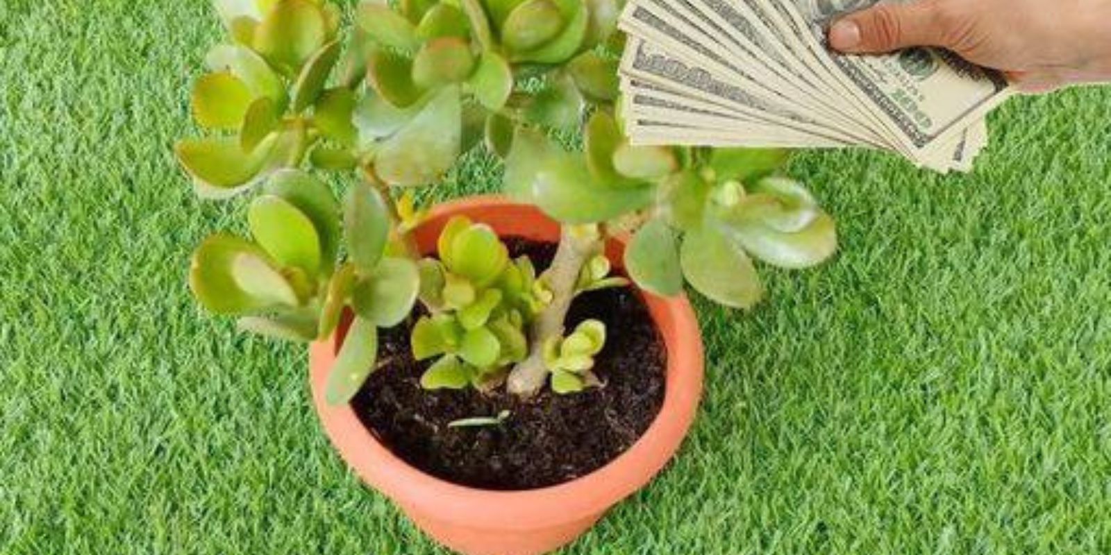 Wenn Sie diese Pflanze in Ihrem Haus haben, haben Sie einen großen Schatz und wussten es nicht, schauen Sie, warum