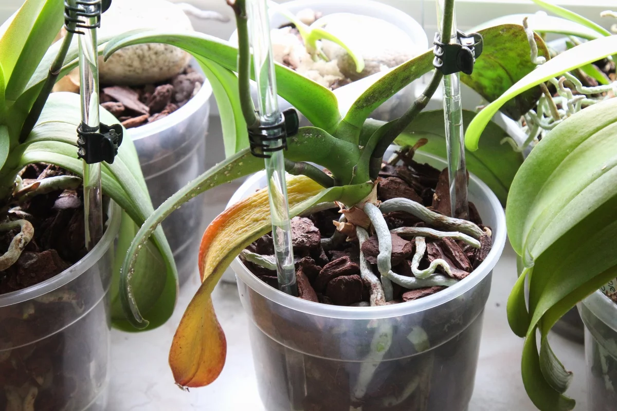 Wenn Sie eine kräftige Orchidee mit vielen leuchtenden Blättern haben möchten, gießen Sie sie mit diesem