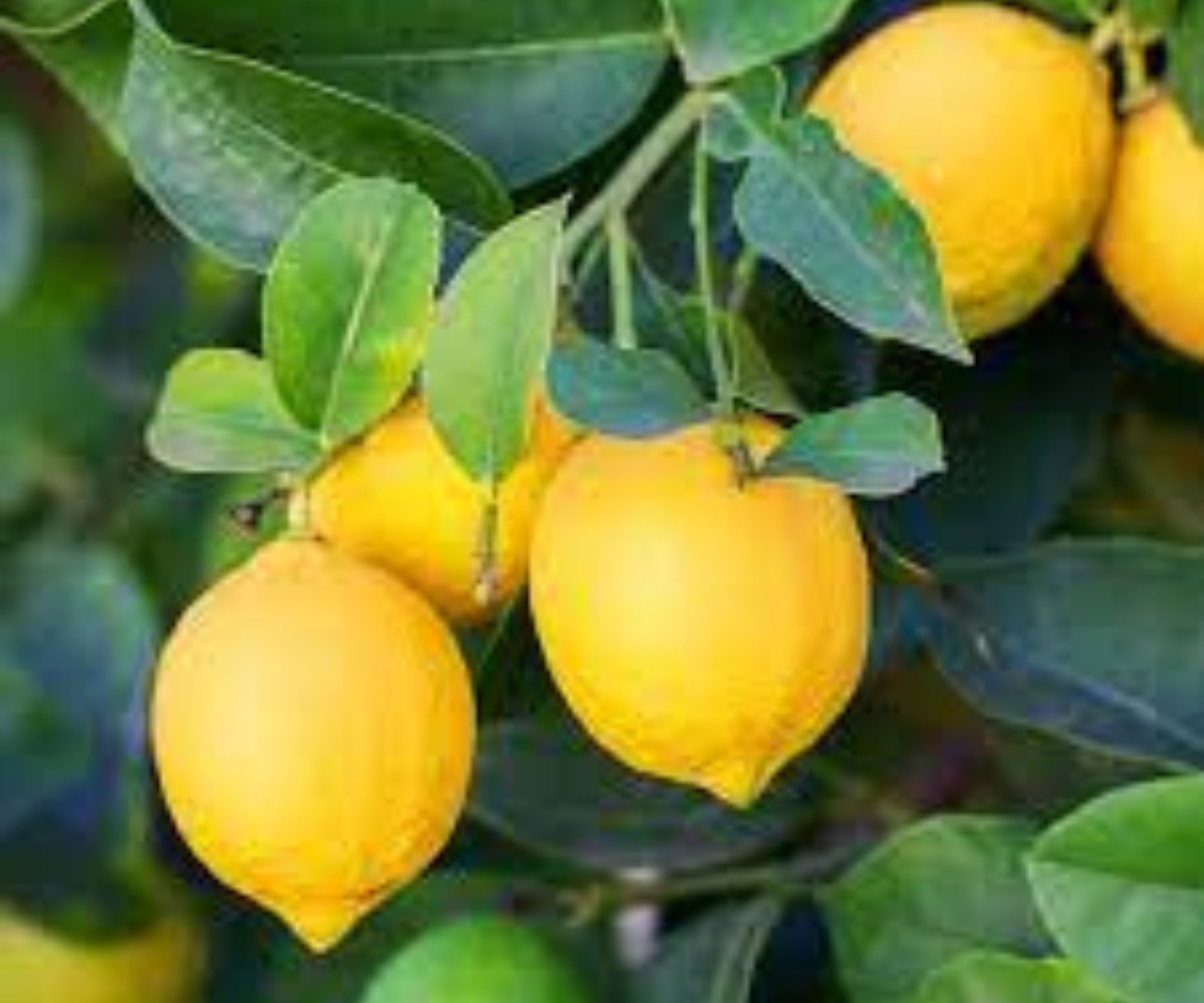 Werfen Sie Zitronenkerne nicht mehr in den Eimer: Sie haben keine Ahnung, wie viele Vorteile sie verbergen