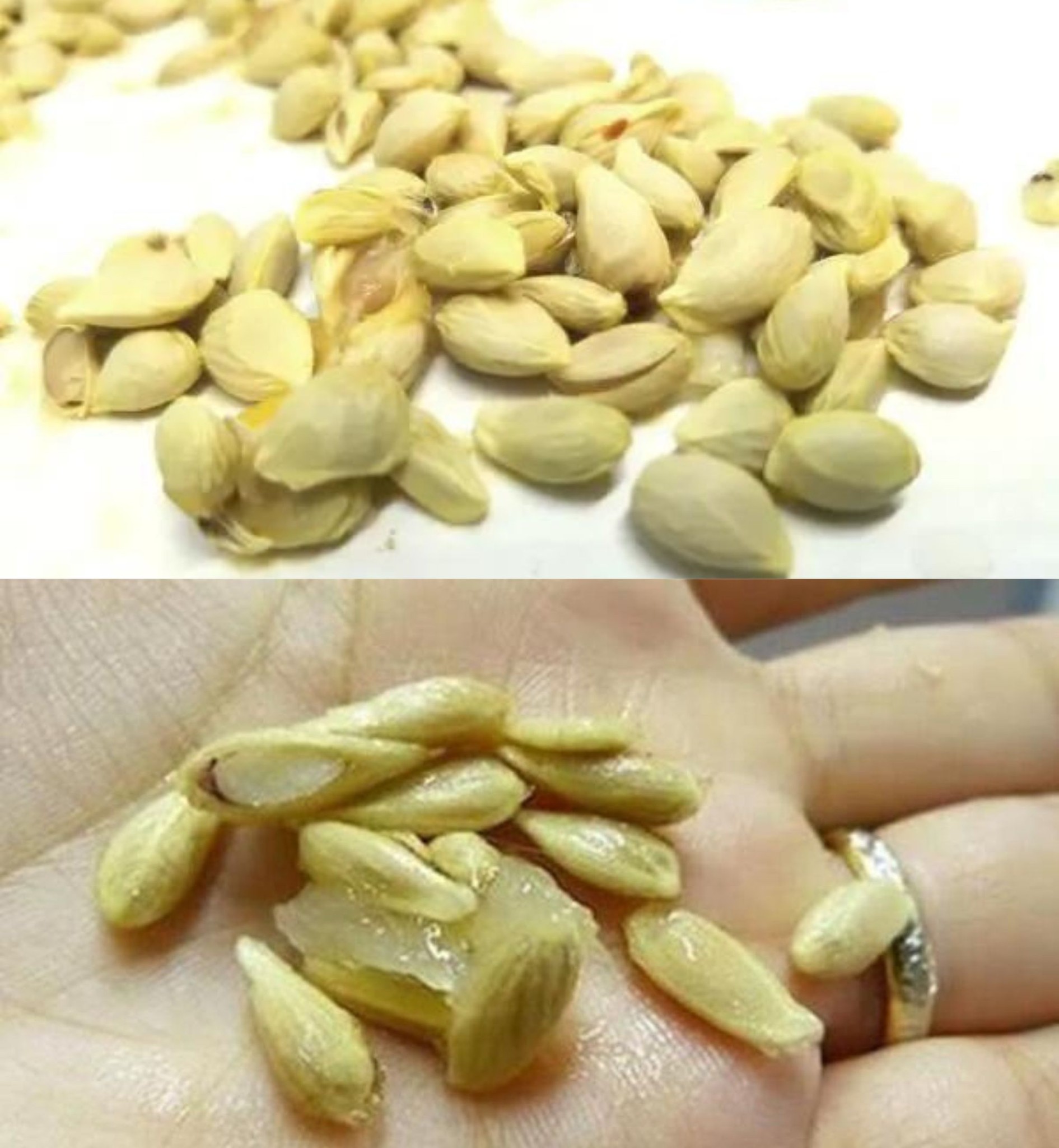 Werfen Sie Zitronenkerne nicht mehr in den Eimer: Sie haben keine Ahnung, wie viele Vorteile sie verbergen