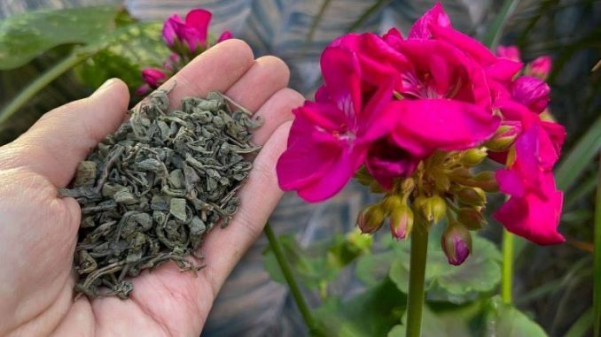 Werfen Sie eine Handvoll unter Ihre Pflanzen: Sie werden sehen, welche Ergebnisse Sie erwarten