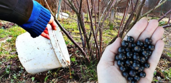 Wichtiges Top-Dressing der Johannisbeeren am Ende des Winters – Anfang des Frühlings für eine großzügige Ernte