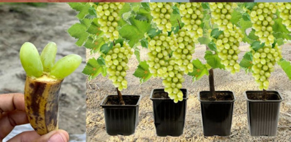 Wie kann man seine eigenen Weinreben anbauen und schöne Weintrauben haben?