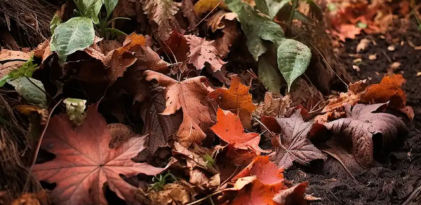 Wie man Blattform in nur 2 Monaten herstellt