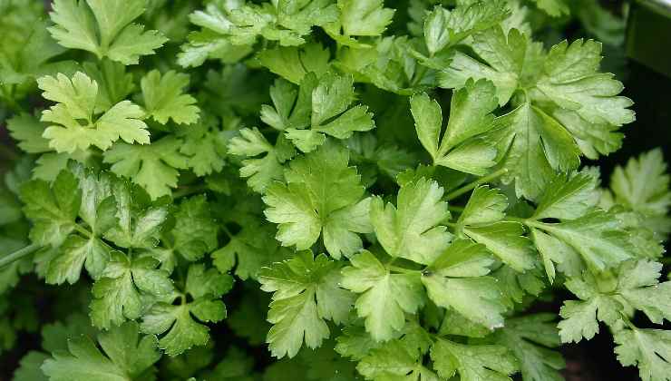 Wie man Petersilie am Leben erhält