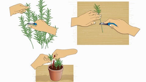 Wie man Rosmarin im Topf über 10 Jahre lang frisch hält: Tipps vom Gärtnerverband