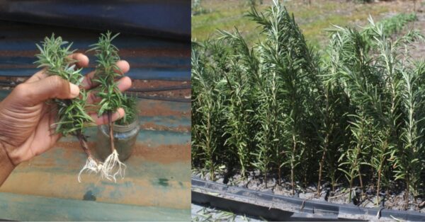 Wie man Rosmarin vermehrt: 3 narrensichere Methoden, um ihn kostenlos zu reproduzieren