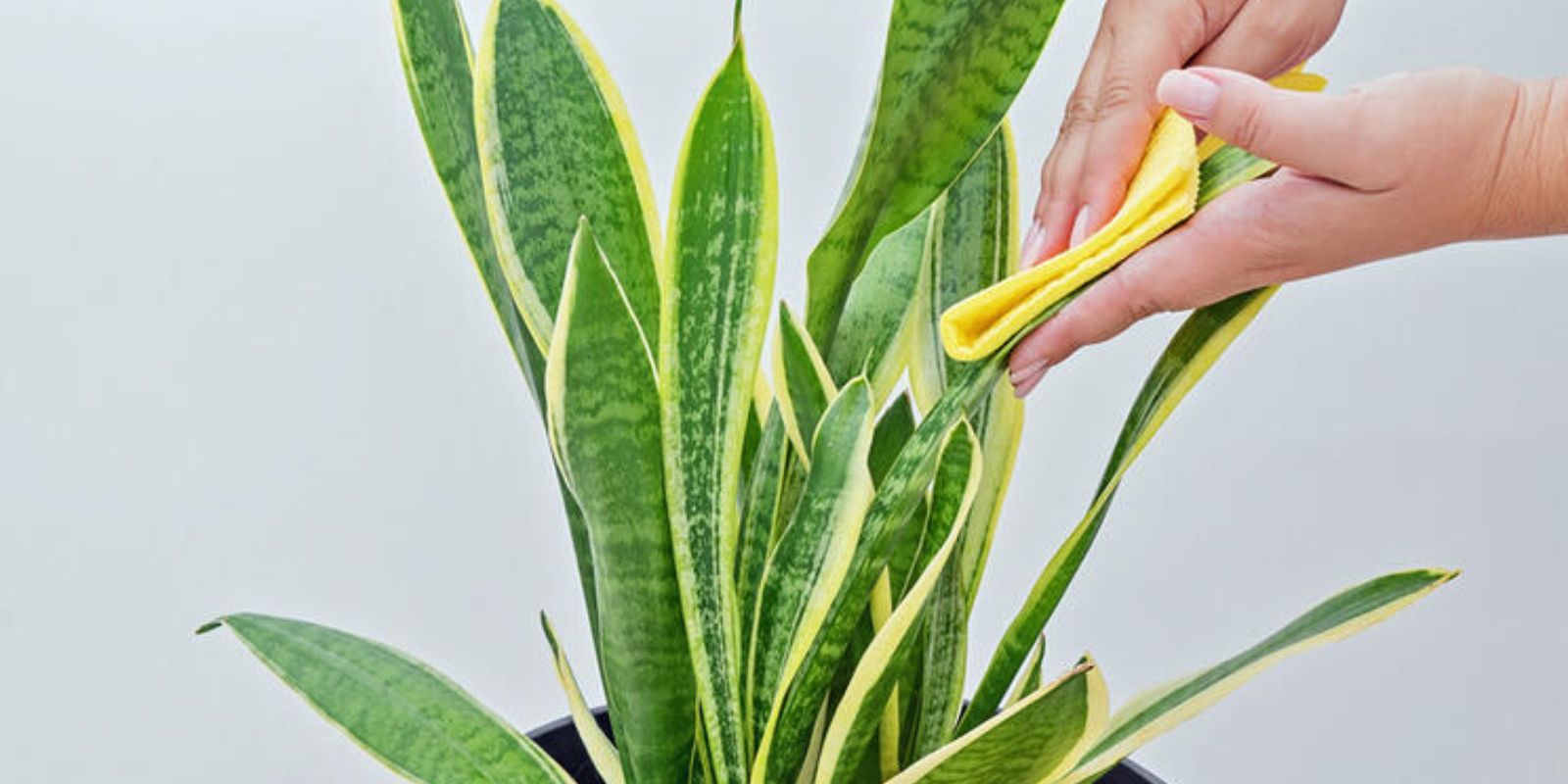 Wie man Sansevieria zum Blühen bringt: Ein Leitfaden für den betörenden Duft im ganzen Haus