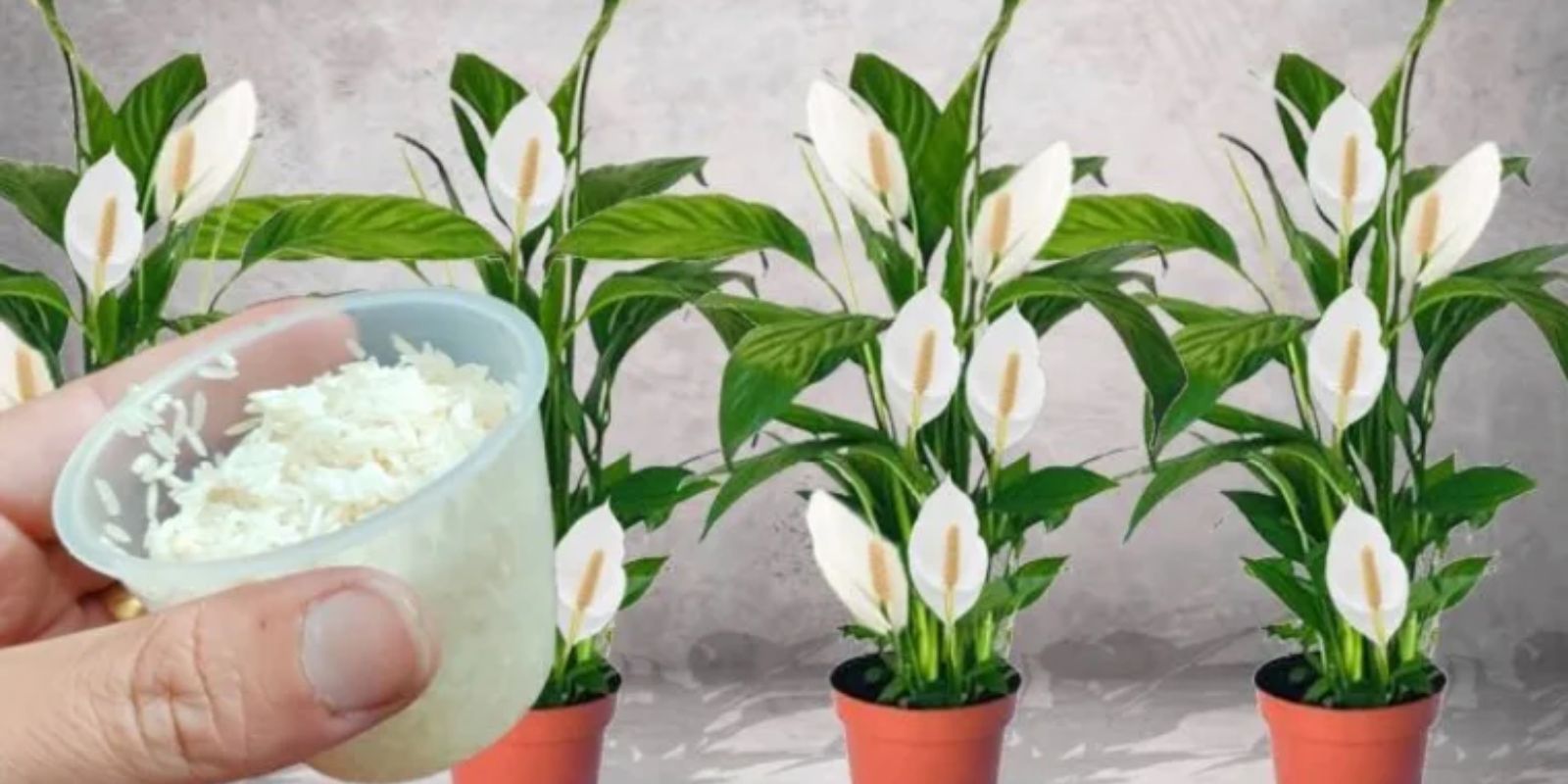 Wie man Schaufelpflanzen und Zamioculcas anbaut: Ein Leitfaden für grüne Daumen