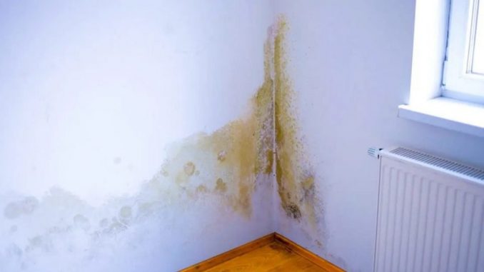 Wie man Schimmel aus dem Haus entfernt und verhindert, dass er wiederkommt