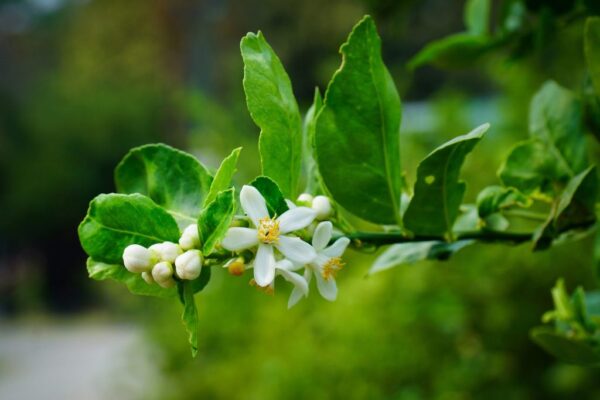 Wie man die Zitronenpflanze pflegt, wenn sie zu blühen beginnt