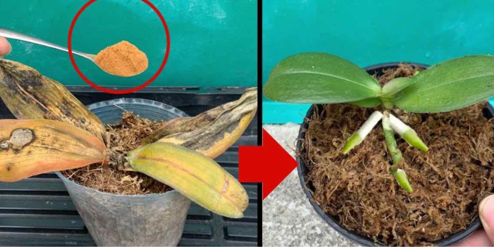 Wie man mit Zimt tote Gärten wieder zum Leben erweckt: Ein natürlicher Ansatz für die Pflanzenrevitalisierung