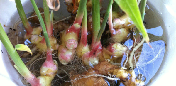 Wie man zu Hause Ingwer anbaut, um einen endlosen Vorrat zu haben (und ihn zum Blühen zu bringen)